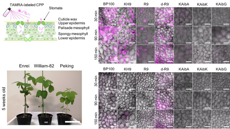 Pulverizao gentica melhora colheitas sem plantas geneticamente modificadas