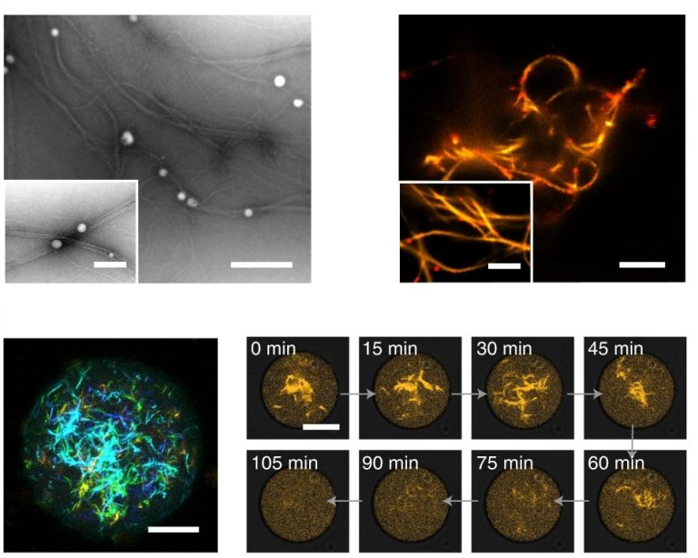 Rumo  vida artificial, cientistas replicam citoesqueleto das clulas