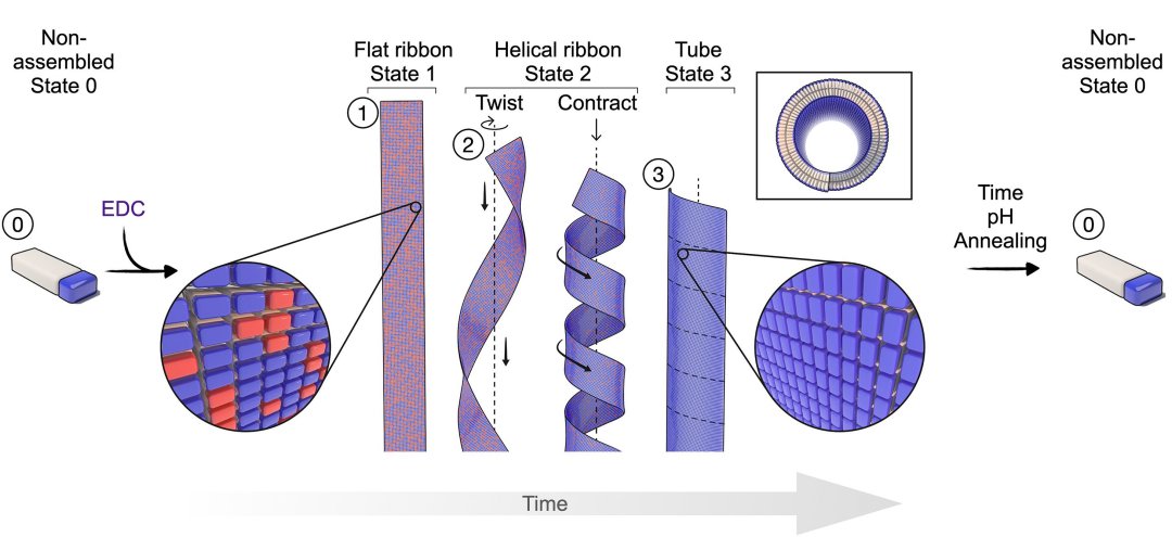 Nanomotor inspirado em bactrias apresenta potncia surpreendente