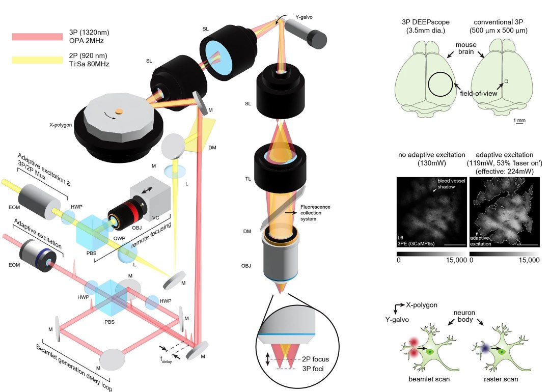 Profundoscpio, o microscpio que promete revolucionar a neurocincia