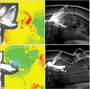 Gafanhoto vai para tnel de vento para inspirar microrrobs voadores