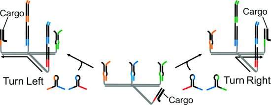 Criado um nanorrob molecular de DNA programvel