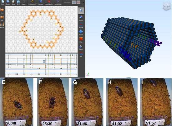 Nanorrobs formam computador dentro de uma barata