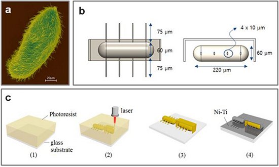 Microrrob mdico impulsionado por movimento ciliar