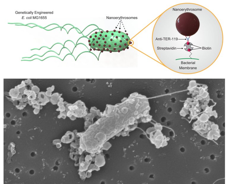 Microrrob de bactria e glbulo vermelho dribla sistema imunolgico