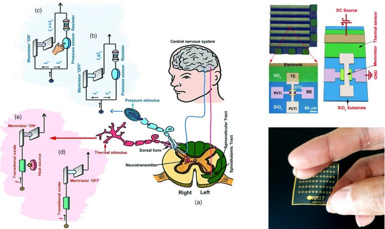 Pele eletrnica reage  dor como a pele humana