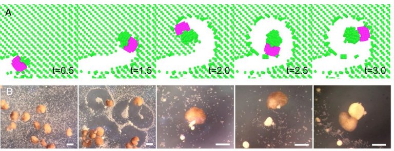 Cientistas criam robs biolgicos vivos que podem se reproduzir