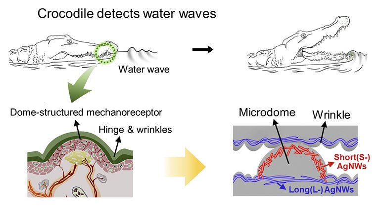 Uma pele eletrnica to sensvel quanto pele de crocodilo