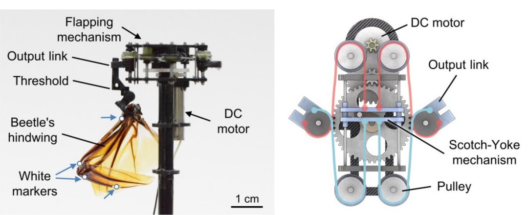 Microrrobs voaro melhor imitando abertura passiva das asas dos besouros