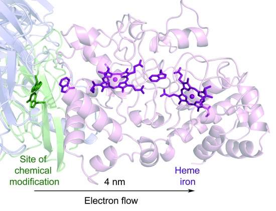 Cientistas descobrem como a eletricidade move-se atravs das clulas