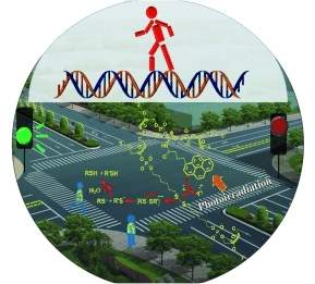 Nanorrobs de DNA do primeiros passos rumo  luz