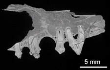 Microscpio 3D amplia objetos e revela sua estrutura interna