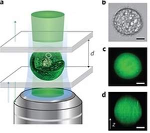 Laser vivo: clula humana emite raios laser