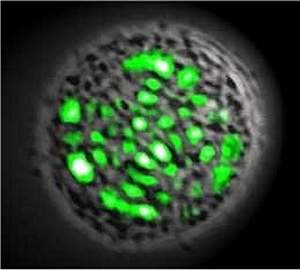 Laser vivo: clula humana emite raios laser