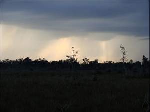 Tempestade gigantesca derrubou meio bilho de rvores na Amaznia