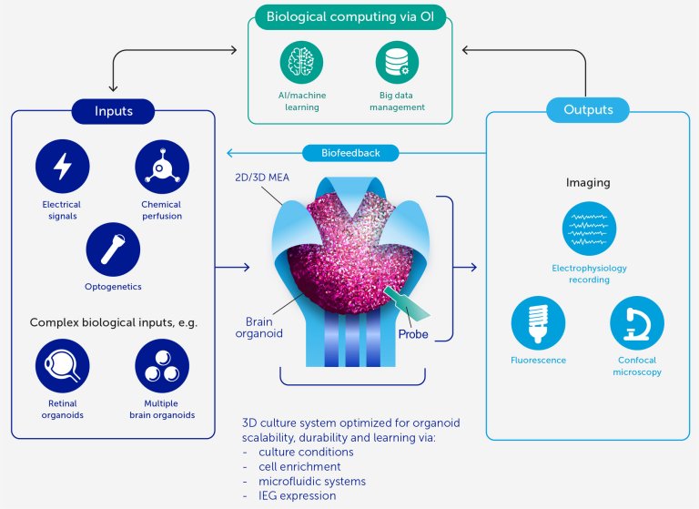 Inteligncia Organoide: Biocomputador feito de clulas cerebrais vivas