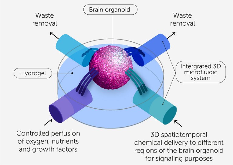 Inteligncia Organoide: Biocomputador feito de clulas cerebrais vivas