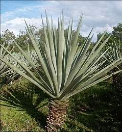 Bioinseticida ser produzido na Bahia a partir do sisal