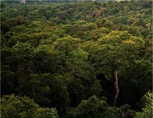 Estudo brasileiro sobre Amaznia atrai ateno internacional